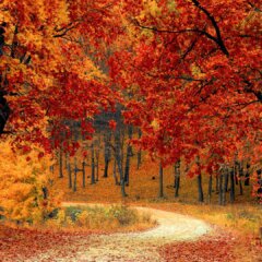 Best Travel Nurse Locations for Fall 2024