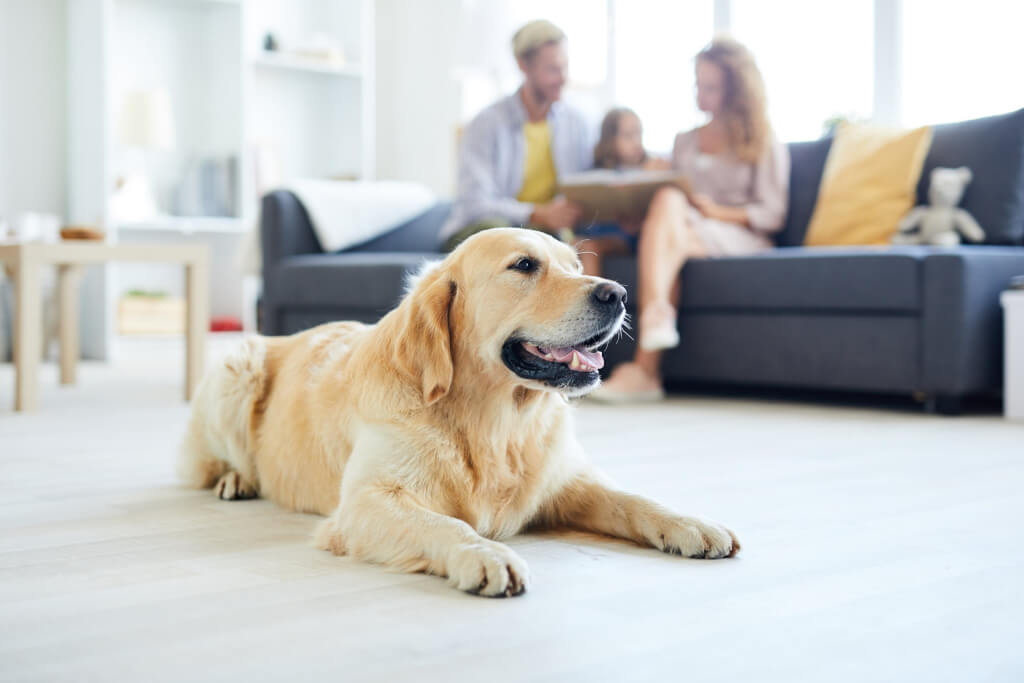 dog and travel nursing with a family