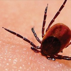 Diagnosing Lyme Disease: What to Look For