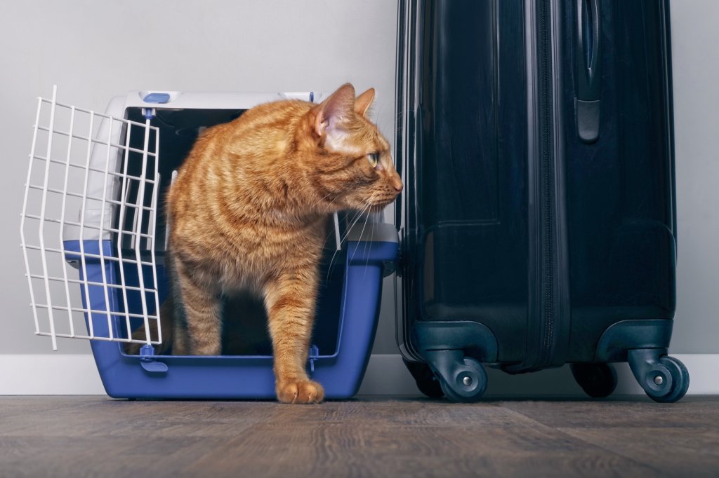 Benefits of traveling with pets