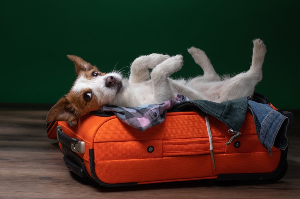 Challenges of traveling with pets