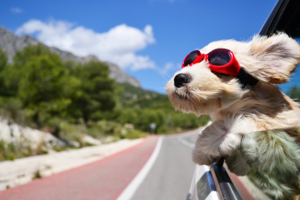 Traveling with pets