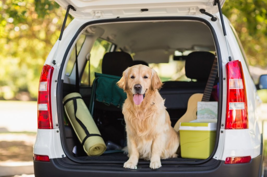 Travel nursing with pets