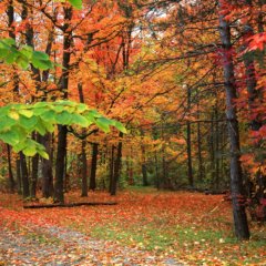 Seasonal Travel Nurse Jobs | Fall Destinations