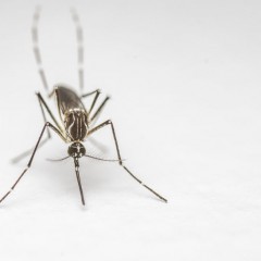 What Nurses Need to Know About the Zika Virus